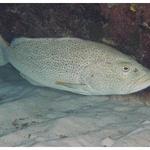 Yellowfin Grouper