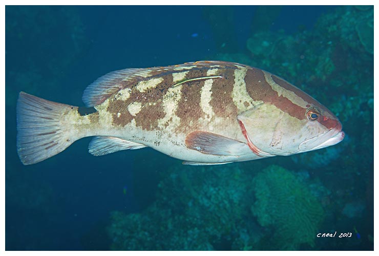 Nassau Grouper