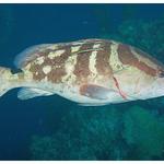 Nassau Grouper