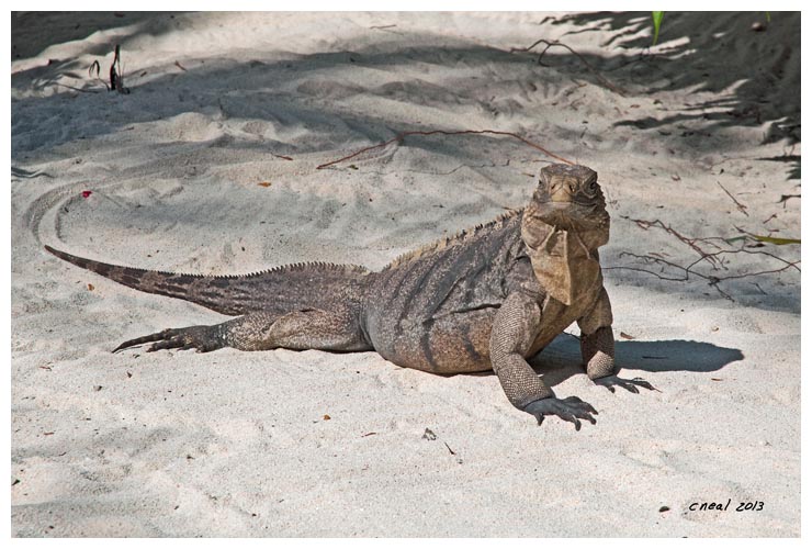 Little Cayman Iguana