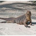 Little Cayman Iguana