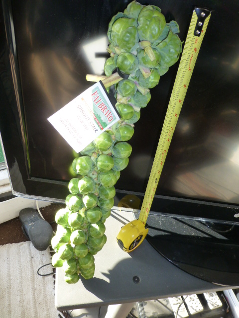 brussellsprouts 003