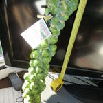 brussellsprouts 003