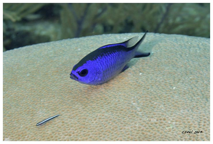 Blue Chromis at a cleaning station