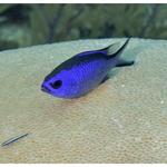 Blue Chromis at a cleaning station