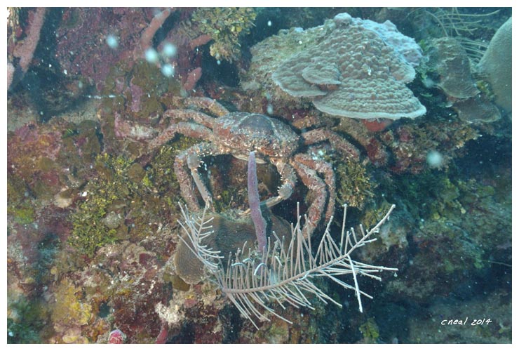 Channel Clinging Crab