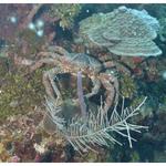 Channel Clinging Crab