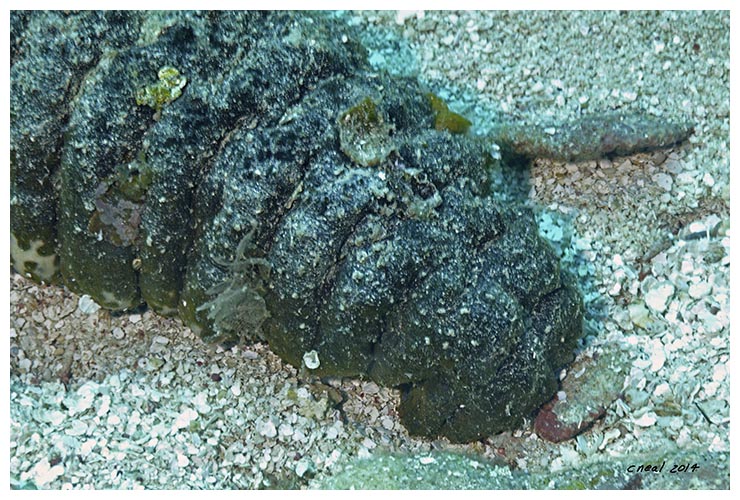 Donkey Dung Sea Cucumber