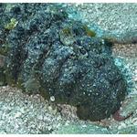 Donkey Dung Sea Cucumber