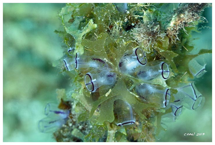 Painted Tunicates