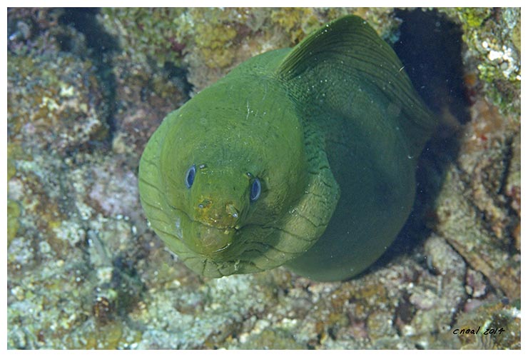 Green Moray