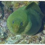 Green Moray