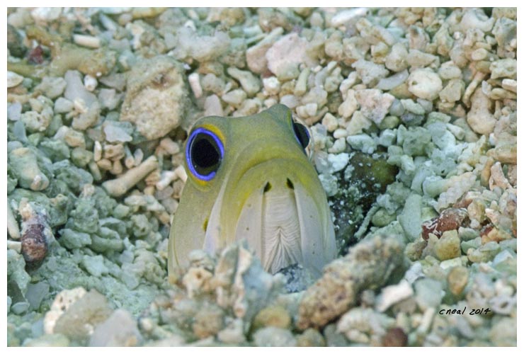 Yellow Headed Jawfish Peaking