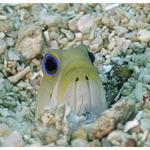 Yellow Headed Jawfish Peaking