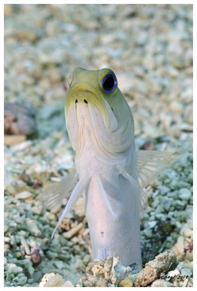 Yellow Headed Jawfish