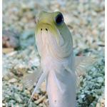 Yellow Headed Jawfish