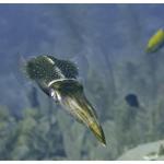 Reef Squid 1