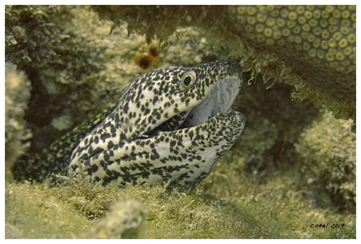 Spotted Moray