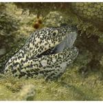 Spotted Moray