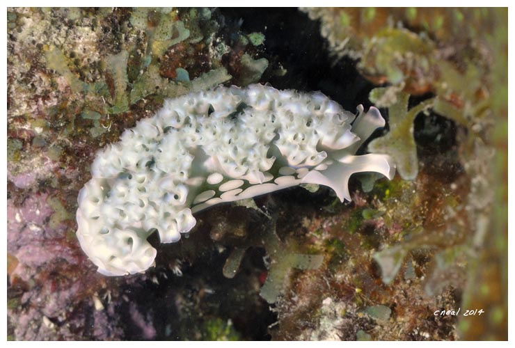 Lettuce Sea Slug Detail