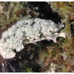 Lettuce Sea Slug Detail