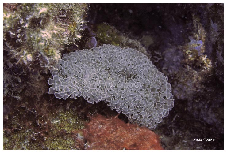 Lettuce Sea Slug