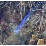 Trumpet Fish getting teeth cleaned