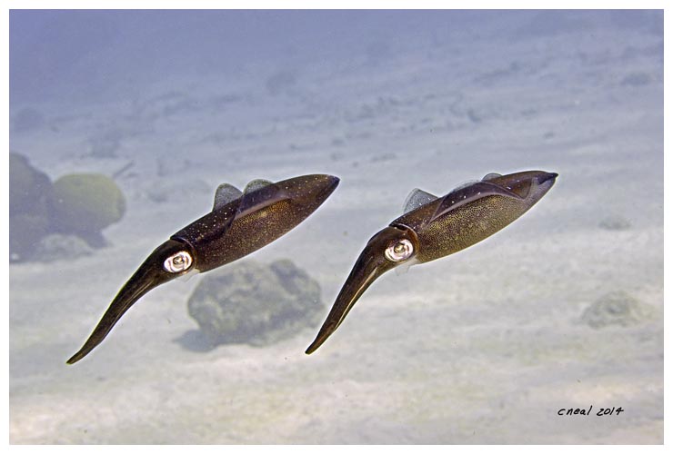 Pair of Reef Squid