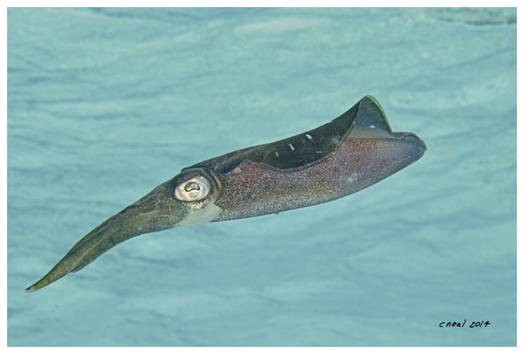 Reef Squid