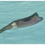 Reef Squid