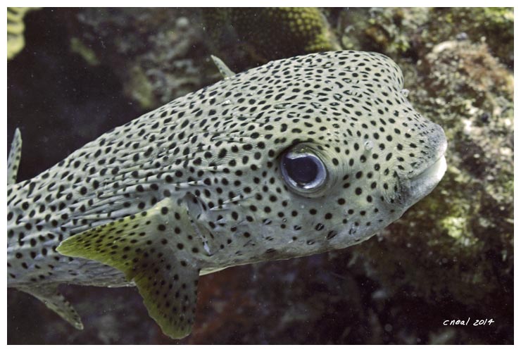 Porcupine Fish