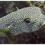 Porcupine Fish