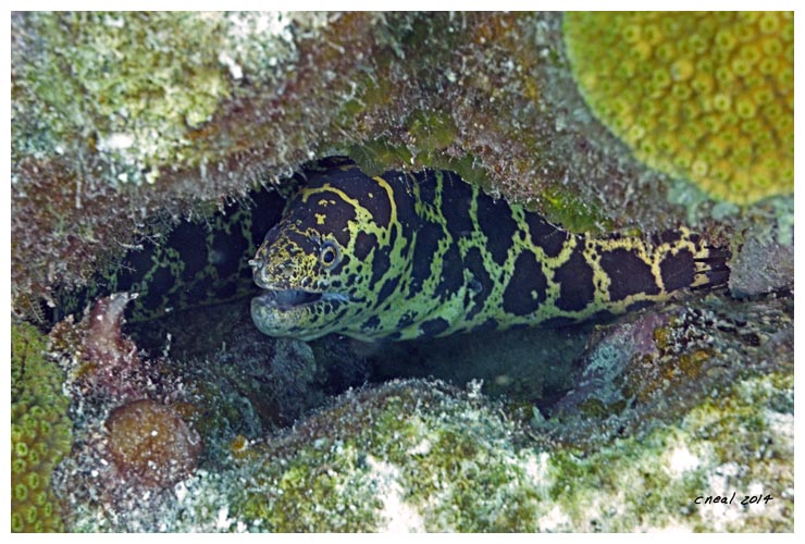 Chain Moray