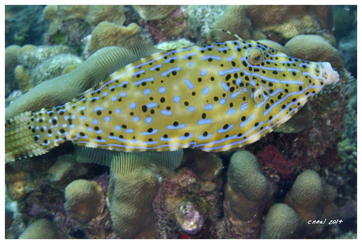 Scrawled Filefish