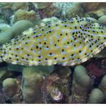 Scrawled Filefish