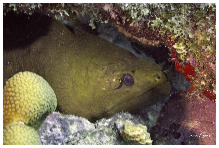 Green Moray