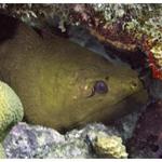 Green Moray