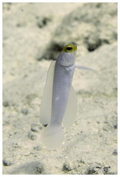 Yellow Jawfish