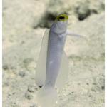 Yellow Jawfish