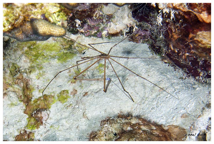 Yellowline Arrow Crab