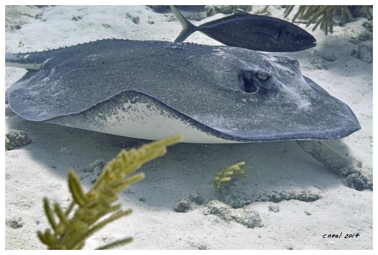 Southern Stingray