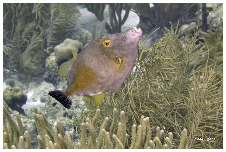 Whitespotted Filefish