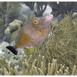 Whitespotted Filefish