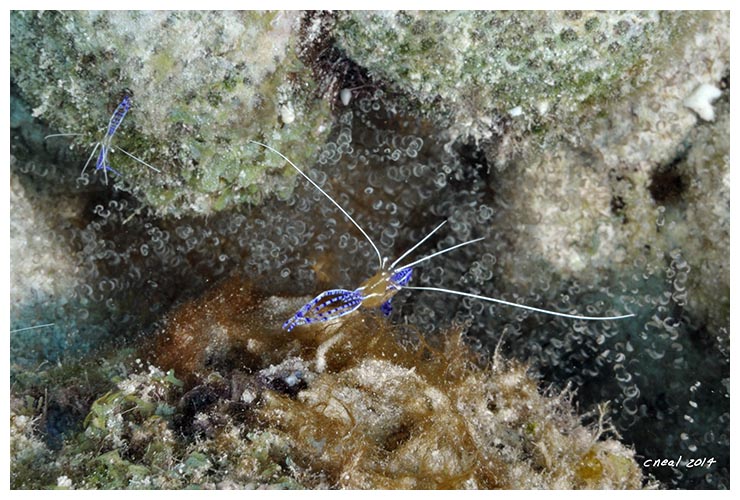 Pederson Cleaner Shrimp