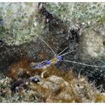 Pederson Cleaner Shrimp