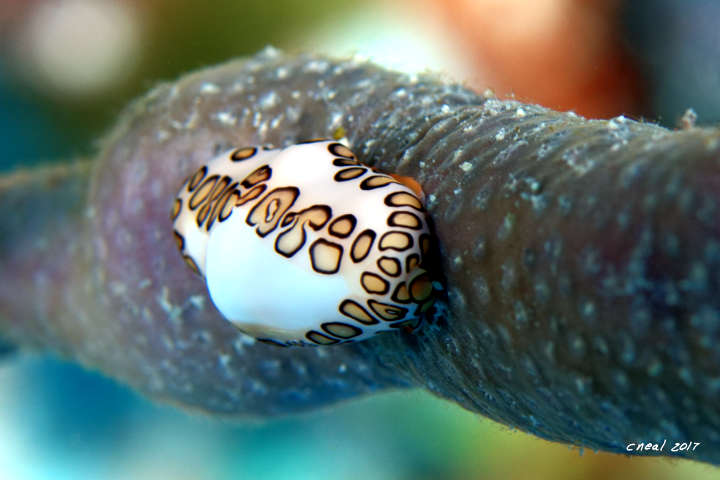 Flamingo Tongue