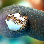 Flamingo Tongue