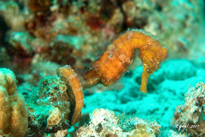 Longnose Seahorse