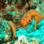 Longnose Seahorse