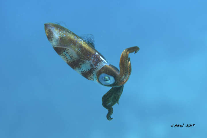 Juvenile Squid